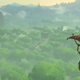Image: Nintendo